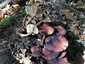 Vöröses kénvirággomba (Hypholoma lateritium), Somogy